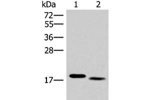 Western blot analysis of Mouse liver tissue and Human tonsil tissue lysates using IL36A Polyclonal Antibody at dilution of 1:300 (IL36A/IL1F6 Antikörper)