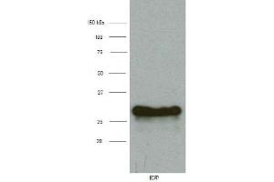 Western Blotting (WB) image for anti-Enhanced Blue Fluorescent Protein (eBFP) antibody (ABIN1107051) (eBFP/BFP Antikörper)