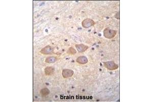 PCDH1 Antibody (N-term) (ABIN655958 and ABIN2845344) immunohistochemistry analysis in formalin fixed and paraffin embedded human brain tissue followed by peroxidase conjugation of the secondary antibody and DAB staining. (Protocadherin 1 Antikörper  (N-Term))