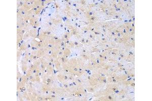 Immunohistochemistry of paraffin-embedded Mouse heart using ARHGEF9 Polyclonal Antibody at dilution of 1:100 (40x lens). (Arhgef9 Antikörper)
