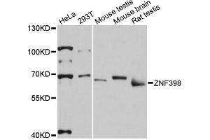 Western blot analysis of extracts of various cell lines, using ZNF398 antibody (ABIN6291099) at 1:3000 dilution.