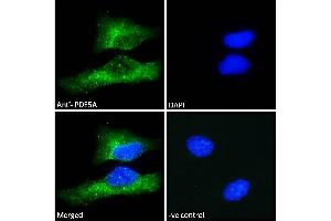 ABIN185350 Immunofluorescence analysis of paraformaldehyde fixed HeLa cells, permeabilized with 0. (PDE5A Antikörper  (C-Term))