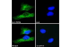 ABIN185350 Immunofluorescence analysis of paraformaldehyde fixed HeLa cells, permeabilized with 0. (PDE5A Antikörper  (C-Term))