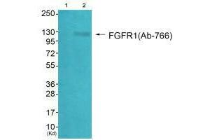 Western blot analysis of extracts from HepG2 cells (Lane 2), using FGFR1 (Ab-766) antiobdy. (FGFR1 Antikörper  (Tyr766))