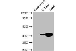Immunoprecipitating E-Tag in 293F transfected whole cell lysate Lane 1: Mouse control IgG (1 μg) instead of ABIN7131634 in 293F transfected whole cell lysate. (E Tag Antikörper)