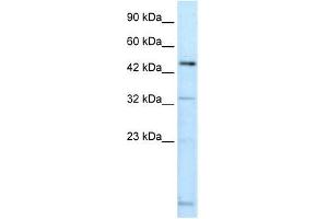 DMRTA2 antibody used at 0.