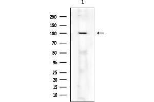 Western blot analysis of lysates from Rat brain, using USP28 Antibody at 1/1000 dilution.