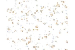 Immunocytochemistry (ICC) image for anti-Tubulin, beta (TUBB) (AA 1-50) antibody (ABIN7453995) (Rekombinanter TUBB Antikörper  (AA 1-50))
