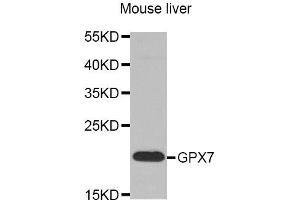 Western Blotting (WB) image for anti-Glutathione Peroxidase 7 (GPX7) antibody (ABIN1875741) (Glutathione Peroxidase 7 Antikörper)