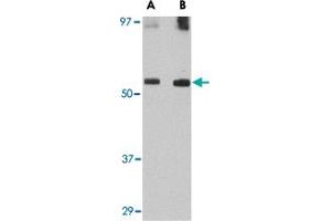 Western blot analysis of GDF6 in SK-N-SH lysate with GDF6 polyclonal antibody  at (A) 0. (GDF6 Antikörper  (C-Term))