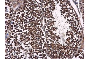 IHC-P Image p23 antibody [N1C3] detects p23 protein at cytoplasm in mouse testis by immunohistochemical analysis. (PTGES3 Antikörper)