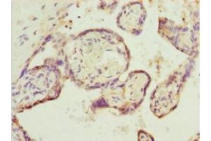 Immunohistochemistry of paraffin-embedded human placenta tissue using ABIN7151641 at dilution of 1:100 (SH3GL1 Antikörper  (AA 219-368))