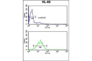 Flow cytometry analysis of HL-60 cells using DDX17 Antibody (N-term) Cat. (DDX17 Antikörper  (N-Term))