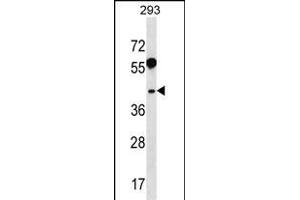 RRAGB Antibody (N-term) (ABIN1538888 and ABIN2850328) western blot analysis in 293 cell line lysates (35 μg/lane).