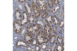 Immunohistochemical staining of human kidney with FAM171B polyclonal antibody  shows strong cytoplasmic positivity in cells in tubules at 1:50-1:200 dilution. (FAM171B Antikörper)