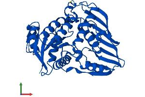 Protein Structure (PS) image for Dihydrodiol Dehydrogenase (Dimeric) (DHDH) (AA 1-334) protein (His tag) (ABIN7547112)