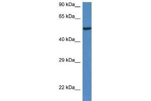 Western Blot showing 9030625A04Rik antibody used at a concentration of 1. (LACC1 Antikörper  (C-Term))