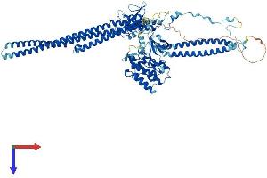 FER Protein (AA 1-823) (His tag)