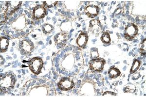 Human kidney (FOXF2 Antikörper  (N-Term))
