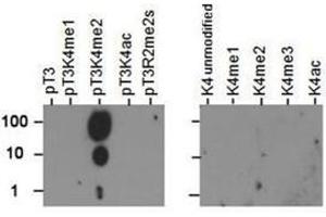 Dot Blot (DB) image for anti-Histone 3 (H3) (H3K4me2), (pThr3) antibody (ABIN5706772)