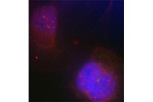 Immunofluorescence staining of methanol-fixed Hela cells using Phospho-BRCA1-S988 antibody. (BRCA1 Antikörper  (pSer988))