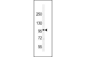 MYLK3 Antibody (Center) (ABIN655794 and ABIN2845224) western blot analysis in K562 cell line lysates (35 μg/lane). (MYLK3 Antikörper  (AA 535-562))