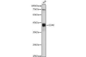 Western blot analysis of extracts of Raji cells, using CD40 antibody (ABIN3020703, ABIN3020704, ABIN3020705 and ABIN6213680) at 1:1000 dilution. (CD40 Antikörper)