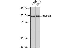Western blot analysis of extracts of various cell lines, using E Rabbit pAb (ABIN7265378) at 1:1000 dilution. (ANP32E Antikörper  (AA 1-70))