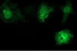 Anti-VSIG2 mouse monoclonal antibody (ABIN2454003) immunofluorescent staining of COS7 cells transiently transfected by pCMV6-ENTRY VSIG2 (RC200170). (VSIG2 Antikörper)