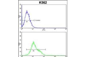 Flow cytometric analysis of k562 cells (bottom histogram) compared to a negative control cell (top histogram). (CROT Antikörper  (N-Term))