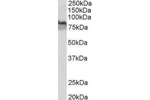 ABIN2560527 (1µg/ml) staining of Mouse Kidney lysate (35µg protein in RIPA buffer). (Transglutaminase 2 Antikörper  (AA 578-591))
