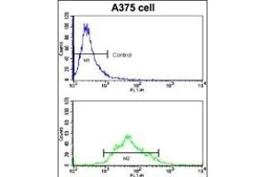 Flow cytometric analysis of  cells using KREMEN1 Antibody (N-term) (bottom histogram) compared to a negative control cell (top histogram). (KREMEN1 Antikörper  (N-Term))