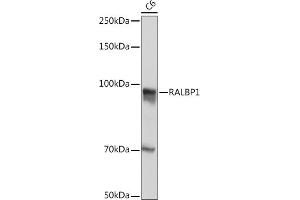 Western blot analysis of extracts of C6 cells, using R Rabbit mAb (ABIN7269840) at 1:500 dilution. (RALBP1 Antikörper)