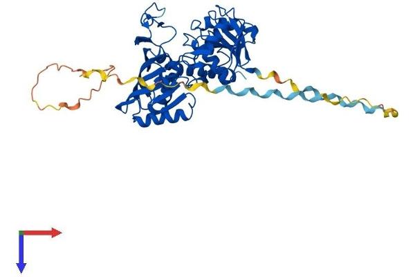 GAPDHS Protein (AA 1-440) (His tag)