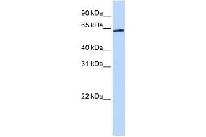 Western Blotting (WB) image for anti-Apoptosis-Inducing Factor, Mitochondrion-Associated, 3 (AIFM3) antibody (ABIN2459568) (AIFM3 Antikörper)