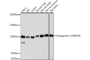 Western blot analysis of extracts of various cell lines, using Transportin 3 (Transportin 3 (TNPO3)) Rabbit mAb (ABIN7270971) at 1:1000 dilution. (Transportin 3 Antikörper)
