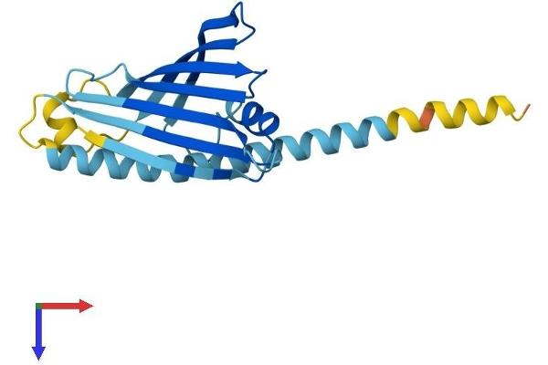 SLMO2 Protein (AA 1-195) (His tag)