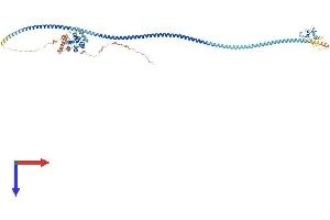 RUFY1 Protein (AA 1-712) (His tag)