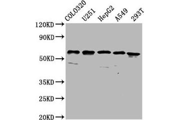 CLCC1 antibody  (AA 446-551)