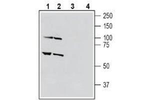 Western blot analysis of human THP-1 monocytic leukemia cell line lysate (lanes 1 and 3) and human HL-60 promyelocytic leukemia cell line lysate (lanes 2 and 4): - 1-2. (Sema4a Antikörper  (Extracellular, N-Term))