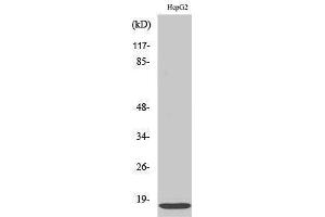 Western Blotting (WB) image for anti-Interferon-Induced Transmembrane Protein 3 (IFITM3) (N-Term) antibody (ABIN3185129) (IFITM3 Antikörper  (N-Term))