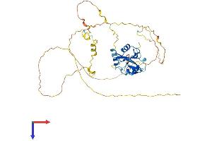 SHF Protein (AA 1-423) (His tag)