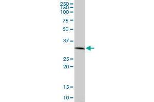 PRKAB2 MaxPab polyclonal antibody. (PRKAB2 Antikörper  (AA 1-272))