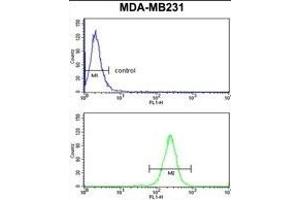 NCF1C Antibody (C-term) (ABIN652634 and ABIN2842424) flow cytometry analysis of MDA-M cells (bottom histogram) compared to a negative control cell (top histogram). (NCF1C Antikörper  (C-Term))