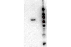 Western Blot of Rat monoclonal anti-AKT2 antibody. (AKT2 Antikörper  (Internal Region) (Biotin))