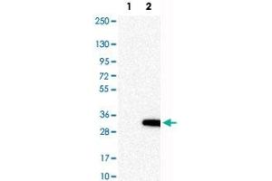 Western Blot analysis of Lane 1: negative control (vector only transfected HEK293T cell lysate) and Lane 2: over-expression lysate (co-expressed with a C-terminal myc-DDK tag in mammalian HEK293T cells) with RASL11A polyclonal antibody . (RASL11A Antikörper)