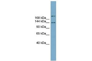 WB Suggested Anti-MAPKBP1 Antibody Titration: 0. (MAPKBP1 Antikörper  (N-Term))