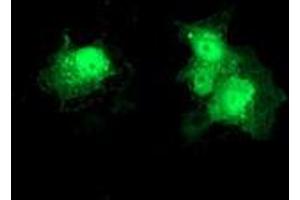 Immunofluorescence (IF) image for anti-Deoxythymidylate Kinase (Thymidylate Kinase) (DTYMK) antibody (ABIN1497920) (DTYMK Antikörper)