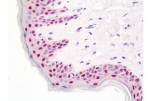 Anti-BTF / BCLAF1 antibody IHC staining of human skin. (BCLAF1 Antikörper  (AA 150-200))