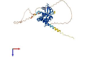 MAGEA10 Protein (AA 1-369) (His tag)